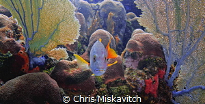 Fish in color.... by Chris Miskavitch 